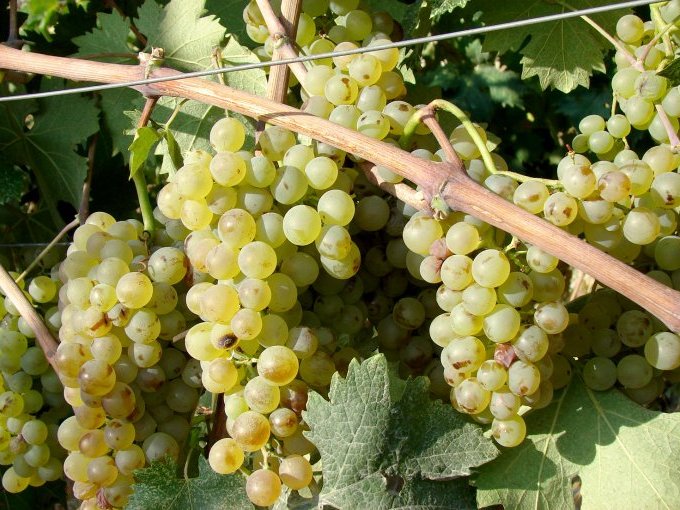 Bellet : un petit vignobl