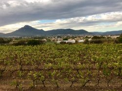 À Marseille, 850 000€ en soutien à l'agriculture et à la viticulture