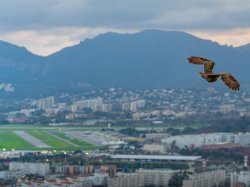 Cannes : la mairie soutient l'association Instinct AniMal – SOS Faune Sauvage avec une subvention de 1 000 euros