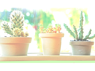 La bourse aux plantes d'automne !