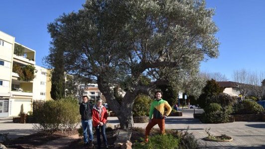 Au Lavandou, une carte d'identité pour 3 500 arbres