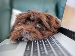 Participez à l'enquête flash "Le télétravail stop ou encore ?"