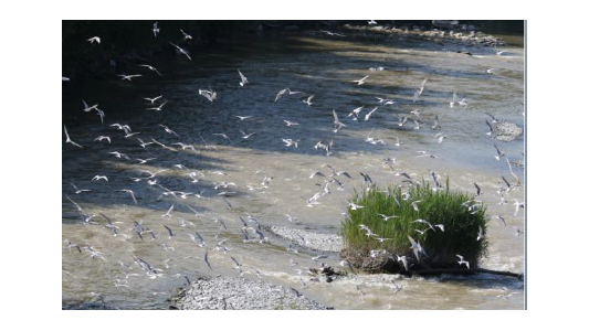 « Natura 2000 Basse Vallée du Var » : Mise en place d'un arrêté préfectoral de protection de biotope (APPB) sur la zone de l'Embouchure du Fleuve Var 