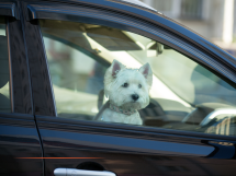 Protection animale : À Fréjus, David Rachline reprend une mesure prise à Nice