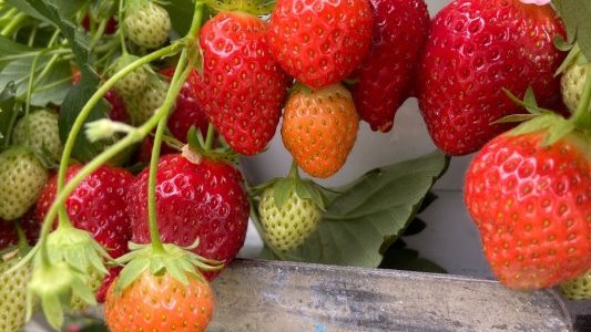 Fête de la fraise à Carros : un succès populaire qui fait le plein de saveurs