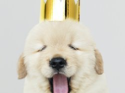  Nice, cinquième ville de France où il fait bon vivre avec son chien !