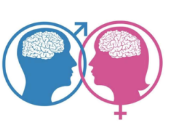 Conférence Femmes 3000 : "Cerveau sexué : mythes et réalités, Comment se construit notre cerveau ?"