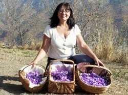 Safran : Pauline cultive l'épice précieuse dans la vallée de la Vésubie