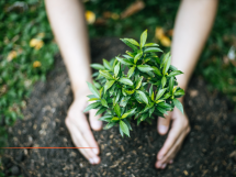 Nice : Plantation d'un arbre en mémoire d'Ilan Halimi