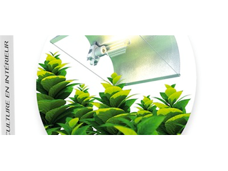 Les dix clés du jardinage indoor