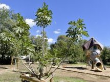À Marseille, le Plan Arbres pour une ville plus verte