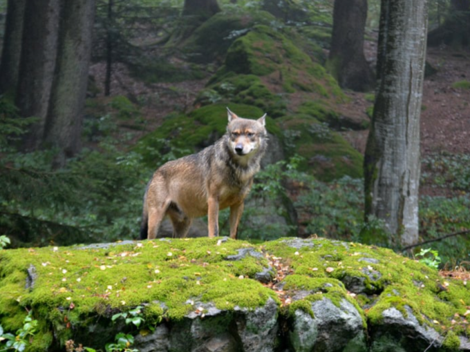 Loup : six arrêtés préfec