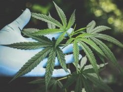 Cannabis thérapeutique : la porte s'entrouvre pour des essais cliniques