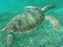  Au Village des Tortues, un espace de sensibilisation dédié aux tortues marines