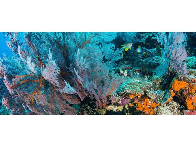 ATLASea, une aventure (…)