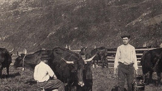 Patrimoine azuréen : le lait en circuit court !