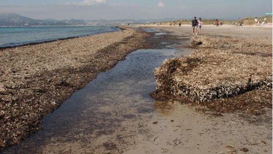 À Hyères, un littoral préservé pour un été réussi