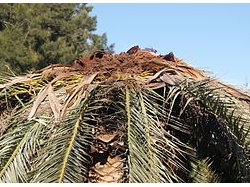 Le Pradet s'engage dans la voie innovante du bio contrôle pour la protection de ses palmiers