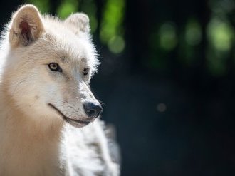 Le Parc Alpha accueille trois loups blancs arctiques