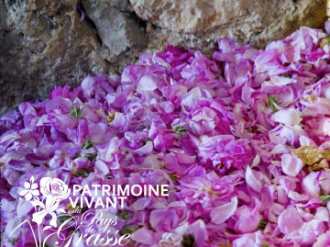 « Les savoir-faire liés au Parfum en Pays de Grasse » inscrits au Patrimoine culturel immatériel de l'Humanité par l'UNESCO !