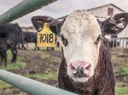 Regard sur le droit et les démons de l'éthique animale par Hania Kassoul, Doctorante