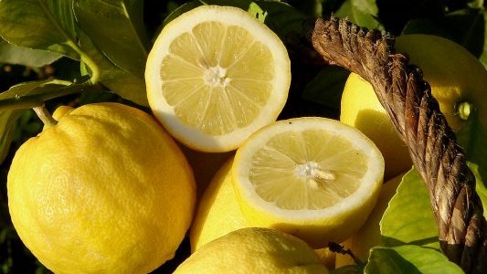 Citron de Menton : Objectif terre pour la CARF !