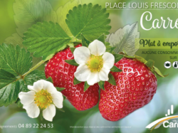 Ce dimanche marché des fraisiculteurs et des producteurs locaux à Carros