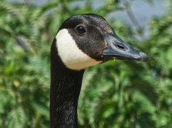Grippe aviaire : La France relève le niveau de risque et renforce la mise en oeuvre de mesures de prévention
