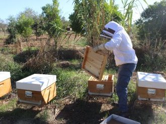 En apiculture, respect de l'environnement pour Béatrice Querette