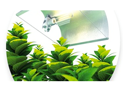 Les dix clés du jardinage indoor