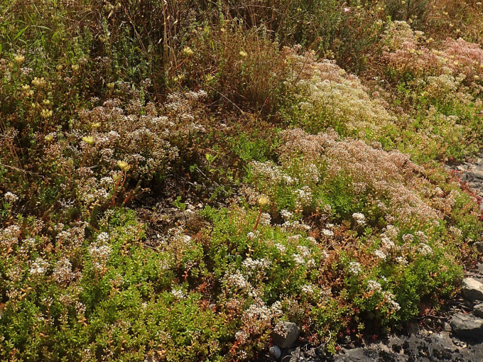 Conférence : la flore (…)