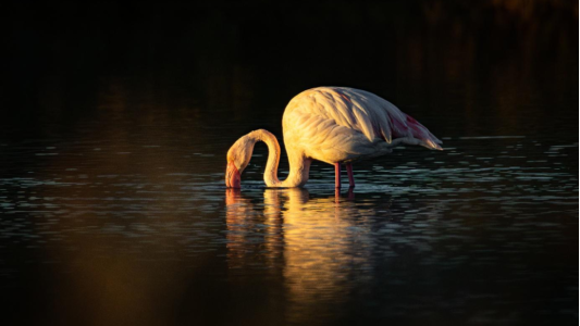 Arts dans les Salins à Hyères, la nature se fait galerie d'art tout l'été