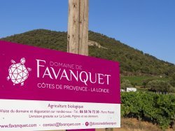 Domaine de Favanquet – Une soirée dégustation au crépuscule au cœur des vignes