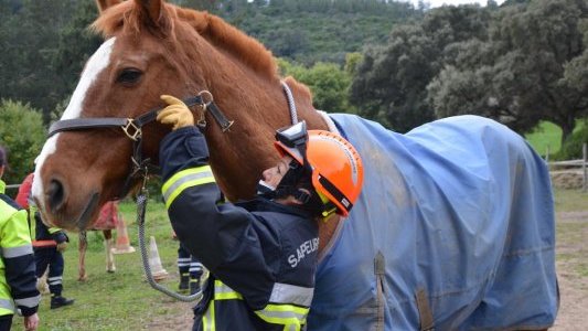La présence animale, intégrée à la formation des sapeurs-pompiers