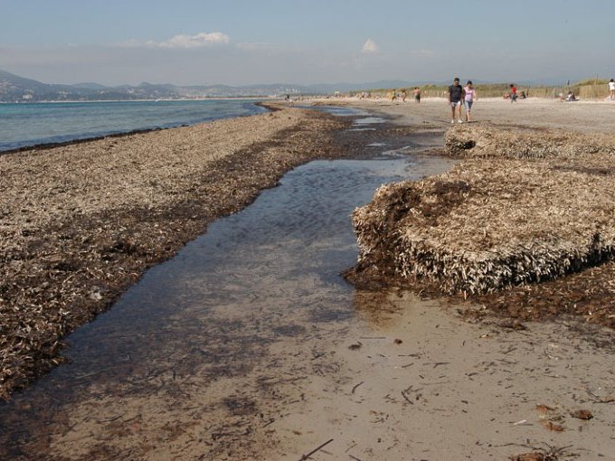 À Hyères, un littoral (…)
