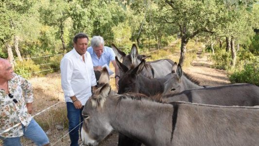 A La Londe-les-Maures, des ânes débroussaillent les parcelles de La Galinette