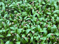 À Draguignan, une culture verticale et écoresponsable