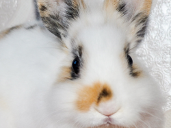 Se former au Droit de l'animal