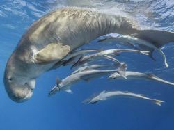 Exposition Fragile Ocean : Rencontres sous-marines – Photographies d'Hussain Aga Khan