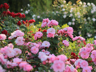 Messe Frankfurt et la Ville de Grasse s'associent pour lancer le Beautyworld Summit Grasse en mai 2027 