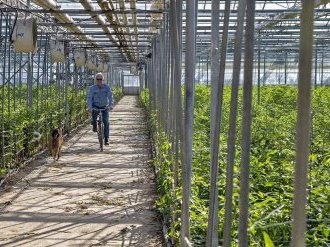 A Hyères, Olsthoorn Floriculture, une production éco-responsable