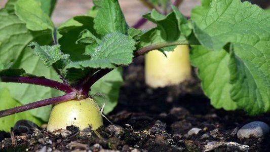 Agriculture : un plan de relance régional de 24 M€ en 2021