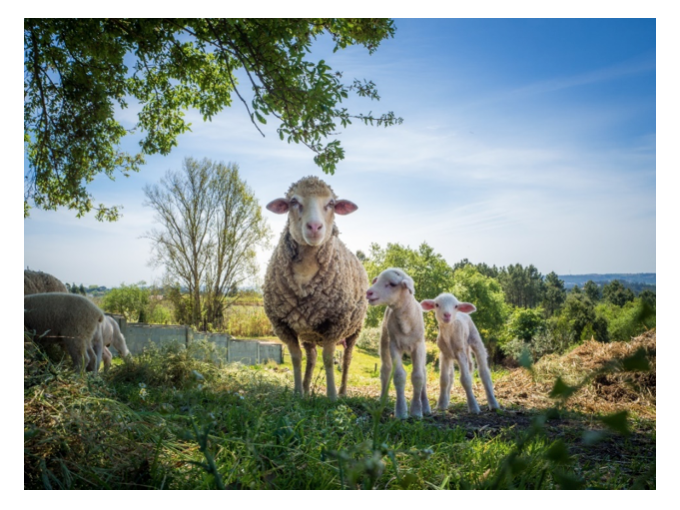 L'Eco-pâturage, c'est (…)
