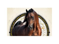 Menton : Championnat de Pur-sang Arabes de la Méditerranée et des Pays Arabes