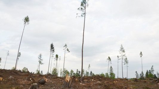 Calamité agricole liée à la tempête Alex : Reconnaissance par le comité national de gestion des risques en agriculture et lancement des procédures d'indemnisation