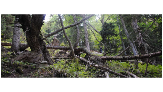 Création d'îlots de sénescence à Breil-sur-Roya en faveur de la biodiversité des forêts