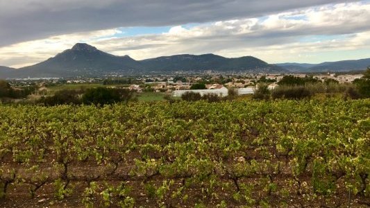 À Marseille, 850 000€ en soutien à l'agriculture et à la viticulture