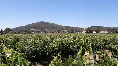 La Confédération paysanne attaque la Région PACA en justice