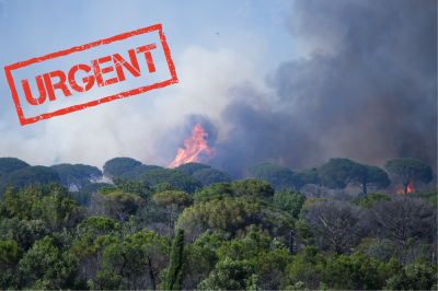 Incendies en PACA : la Fondation du patrimoine lance une collecte pour (…)