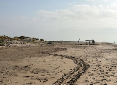 Une nouvelle ponte de tortue caouanne sur une plage protégée à Port (…)